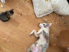 -翊宠yipet猫狗购宠庄园犬舍•猫舍