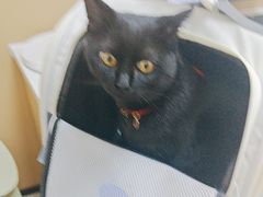 -瑞派康怡24h宠物医院·犬猫医疗中心·微创绝育(瑞景分院)