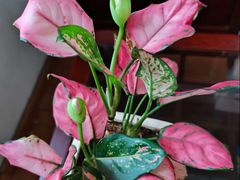 -布歌东京(金融街购物中心店)