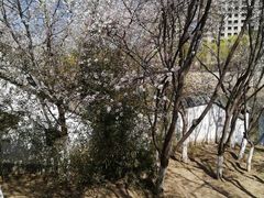 -桃花堤公园
