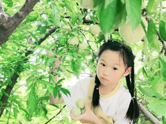 -樂桃源奉贤黄桃种植采摘基地