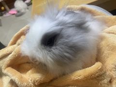 -猫猫幼稚园·撸猫·桌游·电玩