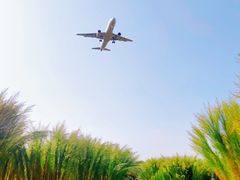 -空港花田景区