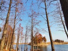-贡湖湾湿地公园