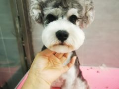 -宠福鑫康馨动物医院·骨科·眼科