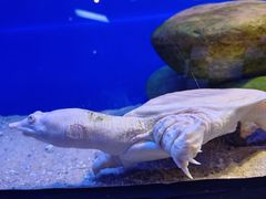 -上海海洋水族馆