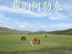 -丰宁坝上草原