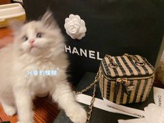 -Chanel(德基广场店)