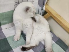 -鼓捣猫呢主题猫咖店