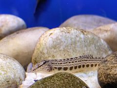 -上海海洋水族馆