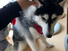 -Husky Go! 哈士奇体验馆·宠物咖啡厅狗咖