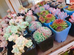 -万商花鸟市场