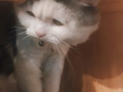 -Mr.Fox狐狸先生超级密室(南山店)