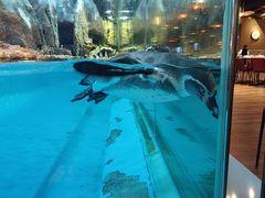 -帝企鹅自助餐厅•儿童岛•真企鹅(长隆企鹅酒店)