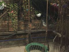 -柴犬高等学院·狗咖·柴犬售卖·宠物训练