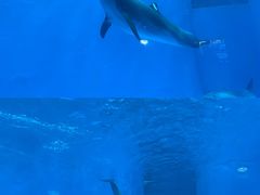 -海合安成都极地海洋公园