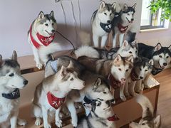-Husky Go! 哈士奇体验馆·宠物咖啡厅狗咖