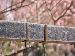 -东台西溪天仙缘景区