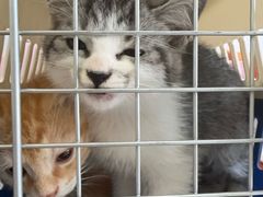 -纳吉亚猫专科动物医院博雅分院