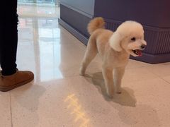 -帕帕拉兹宠物(亚洲旗舰店)