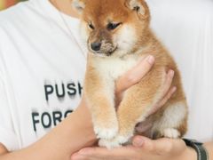 -柴犬高等学院·狗咖·柴犬售卖·宠物训练