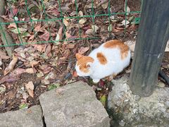 -灵顺寺