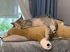 -东方名猫馆·英短金渐层布偶猫舍(环线广场1号楼店)