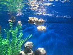 -绍兴梦享海洋公园