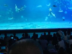 -烟台海昌鲸鲨海洋公园