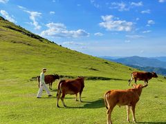 -大姆山草场