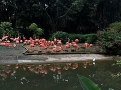 -广州长隆飞鸟乐园