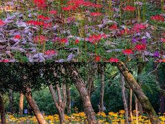 -杭州植物园