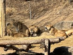 -北京野生动物园