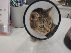 -喵园·猫主题咖啡厅·撸猫·猫咖(国贸店)