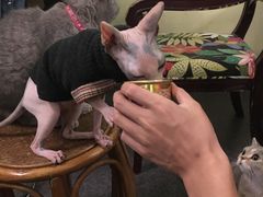 -猫色咖啡·猫咖