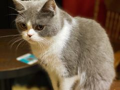 -猫色咖啡·猫咖