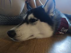 -Husky Go! 哈士奇体验馆·宠物咖啡厅狗咖