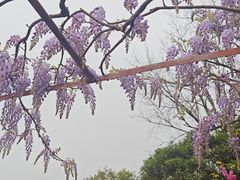 -嘉定紫藤园