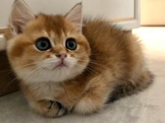 -欣宠猫屋·矮脚拿破仑·蓝金金渐层