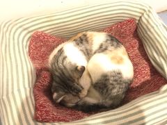 -猫色咖啡·猫咖