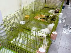 -青石桥花鸟鱼虫市场(叠翠城店)