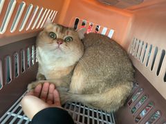 -comecome来吧宠物(奥克斯中心店)