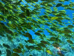 -芜湖新华联大白鲸海洋公园