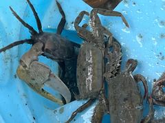 -红树林天天赶海