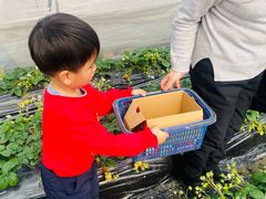 -小鱼草莓采摘园农家乐·小鱼餐厅
