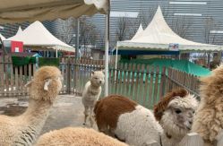 -萌宠亲子动物乐园(槐房万达店)