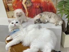 -共舞时光猫咖·狗咖(新街口店)