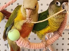 -吉丁鸟咖·异宠·寄养