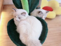 -momokira米努特·德文卷毛猫·棉花面纱犬