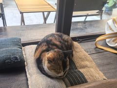 -concerto协奏曲咖啡店